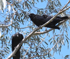 Corvus mellori