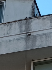 Passer domesticus