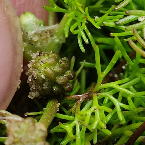 Brackish Water-crowfoot
