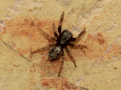 Pseudeuophrys