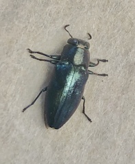 Chrysobothris analis
