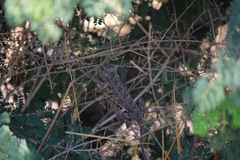 Chamaeleo chamaeleon