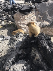 Marmota himalayana
