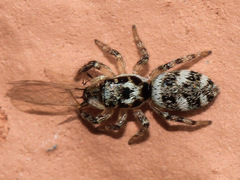 Salticus