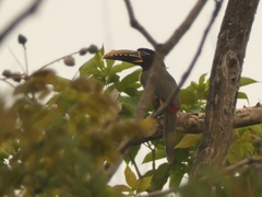 Pteroglossus castanotis