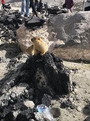 Marmota himalayana