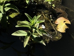 Limnophila aromatica