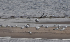 Ichthyaetus ichthyaetus