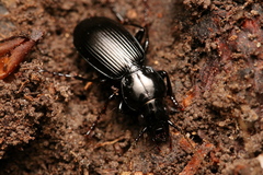 Pterostichus madidus