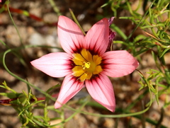 Romulea hirsuta