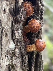 Pholiota