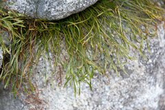 Asplenium septentrionale