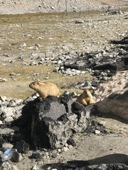 Marmota himalayana