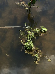 Limnophila aromatica