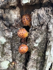 Pholiota
