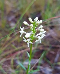 Stackhousia
