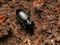 Pterostichus madidus