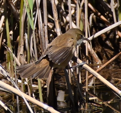 Acrocephalus australis