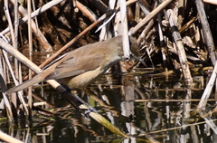 Acrocephalus australis