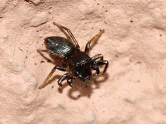 Heliophanus