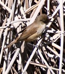 Acrocephalus australis