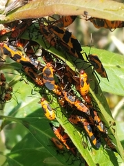 Oncopeltus fasciatus