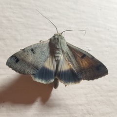 Erebidae