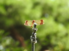 Sympetrum pedemontanum elatum