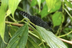 Thamnophilus doliatus