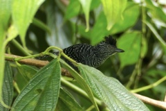 Thamnophilus doliatus