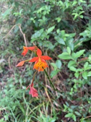 Epidendrum radicans
