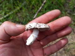 Agaricus bitorquis