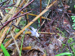 Hyacinthoides non-scripta