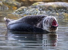 Phoca vitulina vitulina