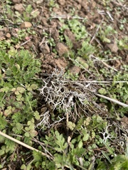 Cladonia rangiformis