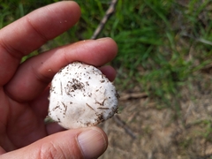 Agaricus bitorquis