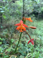 Epidendrum radicans
