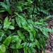 Monitor Lizard Fern - Photo (c) Caleb Catto, some rights reserved (CC BY), uploaded by Caleb Catto