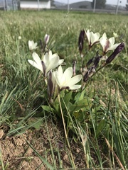 Sparaxis grandiflora