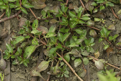 Ludwigia palustris