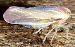 Omolicna