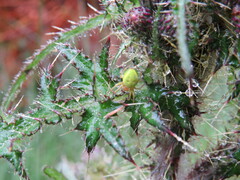 Araniella cucurbitina