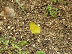 Eurema mandarina