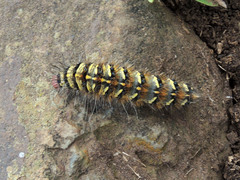 Saturniidae