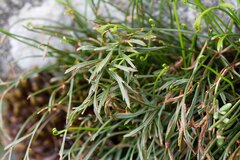Asplenium septentrionale