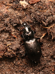 Pterostichus oblongopunctatus