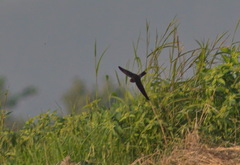 Aerodramus brevirostris