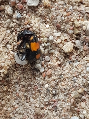 Nicrophorus vespilloides