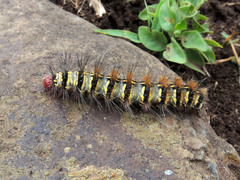 Saturniidae