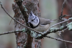 Lophophanes cristatus